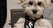 Amour participe au concours pour gagner de l'argent avec cette photo : animal, black_harness, cartoon, couch, cozy, cute, dog, fluffy, fur, hand_holding, harness, hearts, home, indoor, looking_at_camera, pet, portrait, puppy, small_dog, white_fur