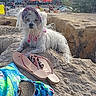 accessory, beach, casual, crowd, dog, flip_flops, footwear, headband, holiday, nature, outdoor, people, relaxing, rock, sand, summer, sunny, towel, vacation, white_fur
