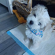 Amour participe au concours pour gagner de l'argent avec cette photo : animal, bandana, companion, curious, cute, dog, domestic_animal, floor, furry, head_tilt, home, indoor, pet, pet_accessory, puppy, small_dog, toy, training_pad, white_fur, wicker_basket