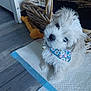 animal, bandana, companion, curious, cute, dog, domestic_animal, floor, furry, head_tilt, home, indoor, pet, pet_accessory, puppy, small_dog, toy, training_pad, white_fur, wicker_basket