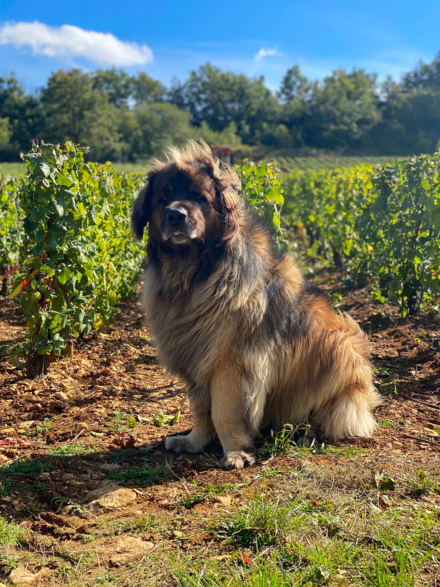 Norton a rejoint le concours — aidez-le/la à gagner de superbes lots ! canidae, carnivore, caucasian_shepherd_dog, cloud, companion_dog, dog, dog_breed, fur, grass, grassland, plant, sky, snout, soil, sporting_group, tail, terrestrial_animal, tree, working_animal, working_dog