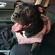Zelda is registered to the contest to win money with this photo: dog, black_dog, tongue_out, pet, car_interior, seat, jacket, pink_jacket, happy, animal, canine, closeup, portrait, sitting, domestic_animal, ears, mouth, nose, fur, companion