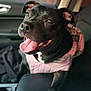 dog, black_dog, tongue_out, pet, car_interior, seat, jacket, pink_jacket, happy, animal, canine, closeup, portrait, sitting, domestic_animal, ears, mouth, nose, fur, companion