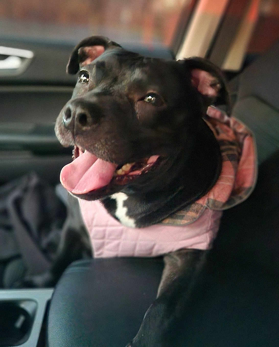 Zelda is registered to the contest to win money with this photo: dog, black_dog, tongue_out, pet, car_interior, seat, jacket, pink_jacket, happy, animal, canine, closeup, portrait, sitting, domestic_animal, ears, mouth, nose, fur, companion