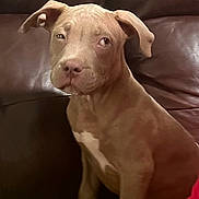 Kingston is registered to the contest to win money with this photo: dog, pet, brown_coat, leather_couch, indoor, animal, portrait, canine, sitting, young_dog, fur, ears, face, expression, domestic_animal, companion, cute, relaxed, household, furniture