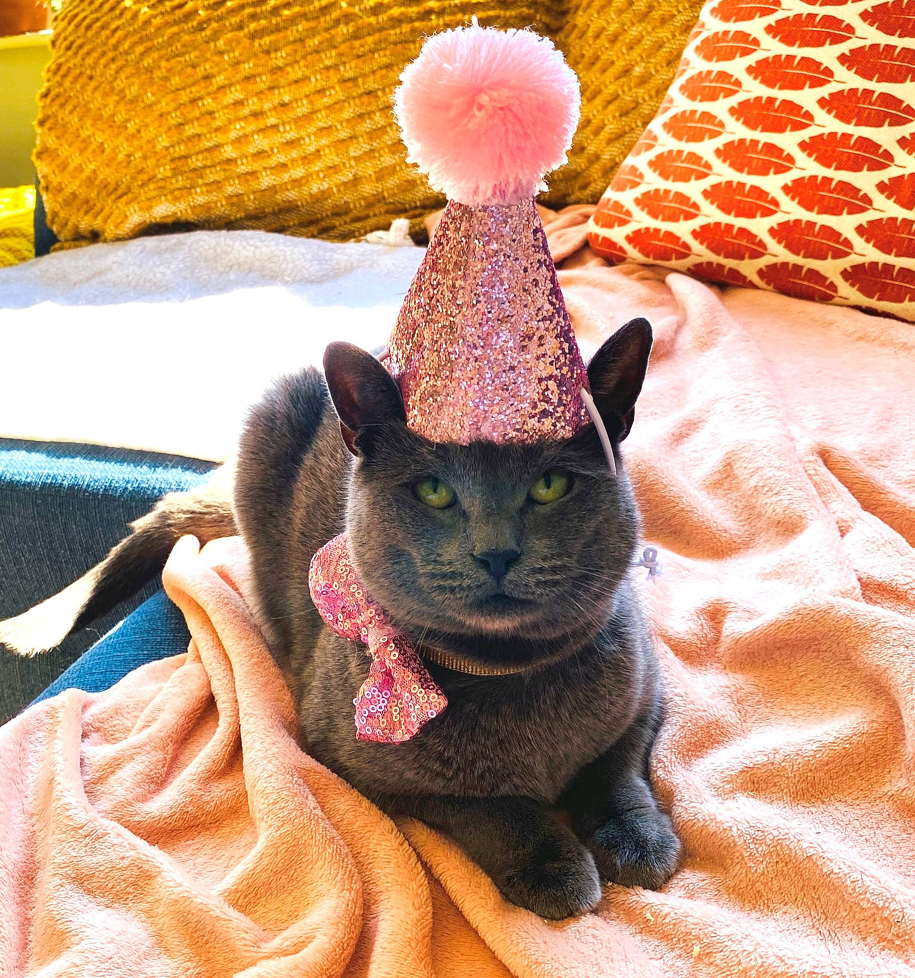 Lulu is registered to the contest to win money with this photo: black_cat, carnivore, cat, cat_bed, cat_supply, comfort, cone, costume_hat, domestic_short_haired_cat, fashion_accessory, fawn, fedora, felidae, fur, hat, linens, pattern, pet_supply, small_to_medium_sized_cats, whiskers