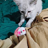 Asher joined the competition — help win amazing prizes! kitten, cat, toy, plush_toy, blanket, bed, indoor, pet, curious, white_cat, young_cat, feline, animal, soft_toy, cozy, playing, paws, fur, closeup, focus