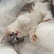 Anaë participe au concours pour gagner de l'argent avec cette photo : cat, kitten, fluffy, white, gray, pink_paws, lying_down, plastic, curious, cute, soft, indoor, pet, animal, closeup, face, fur, whiskers, ears, playful