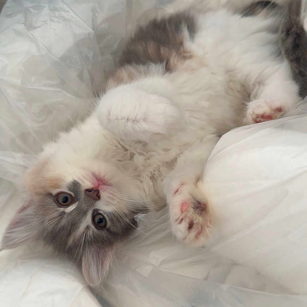 Anaë participe au concours pour gagner de l'argent avec cette photo : animal, cat, closeup, curious, cute, ears, face, fluffy, fur, gray, indoor, kitten, lying_down, pet, pink_paws, plastic, playful, soft, whiskers, white
