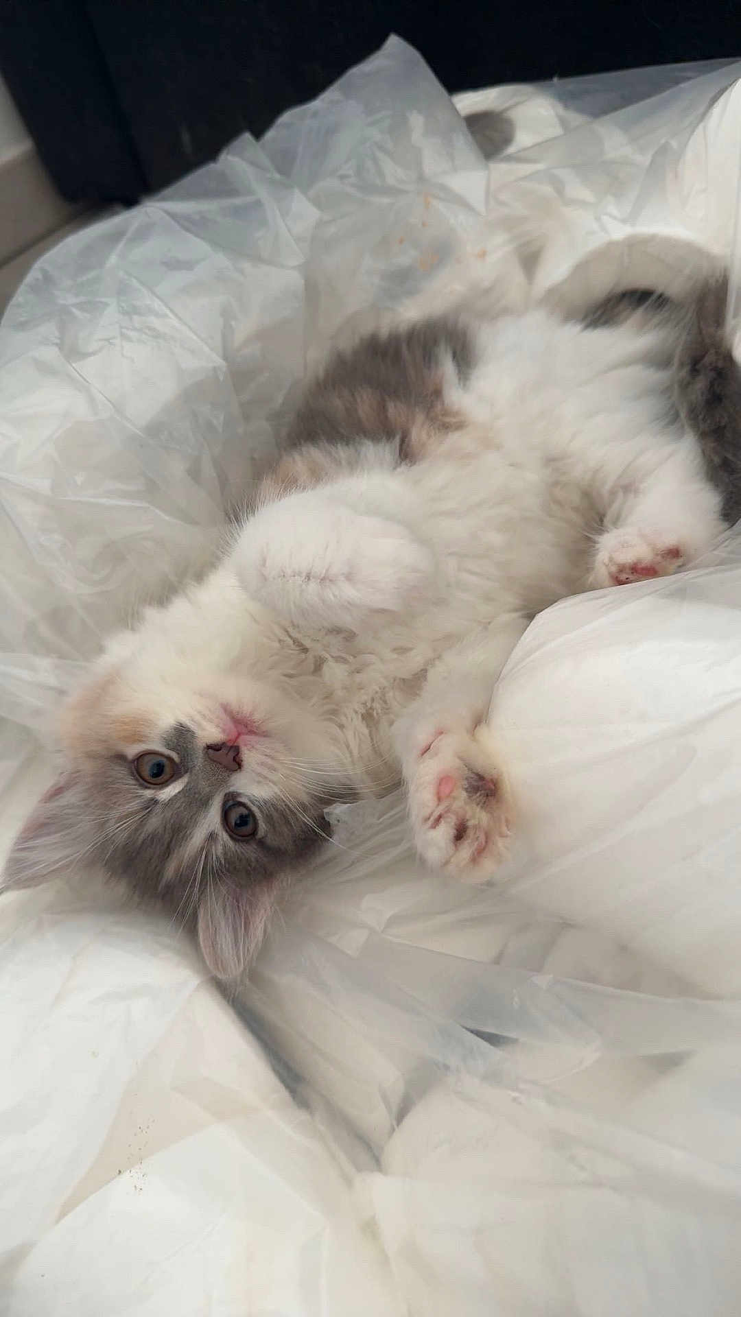 Anaë participe au concours pour gagner de l'argent avec cette photo : cat, kitten, fluffy, white, gray, pink_paws, lying_down, plastic, curious, cute, soft, indoor, pet, animal, closeup, face, fur, whiskers, ears, playful