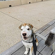 Benson is registered to the contest to win money with this photo: puppy, dog, leash, bench, waterfront, sea, concrete_barrier, outdoor, pet, wood, sitting, canine, young_dog, nature, calm, daylight, pavement, fur, animal, closeup