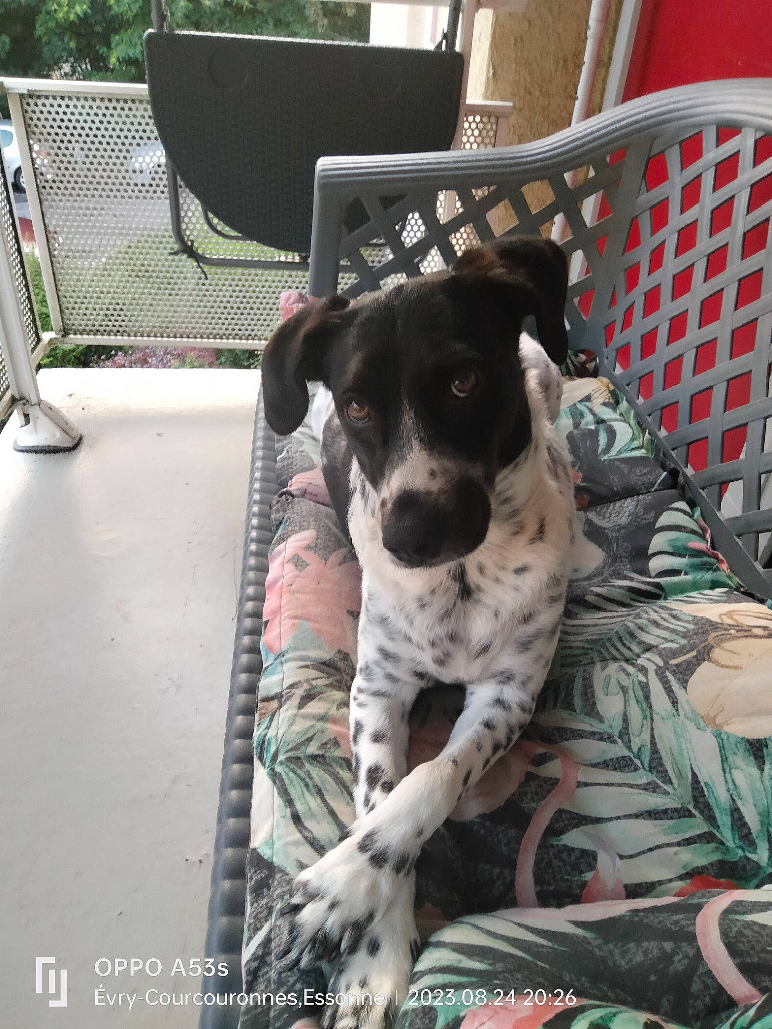 Ella participe au concours pour gagner de l'argent avec cette photo : carnivore, chair, companion_dog, dog, dog_breed, dog_collar, dog_supply, fawn, fur, grass, guard_dog, outdoor_furniture, pet_supply, plant, sporting_group, texas_heeler, toy_dog, whiskers, working_animal, working_dog