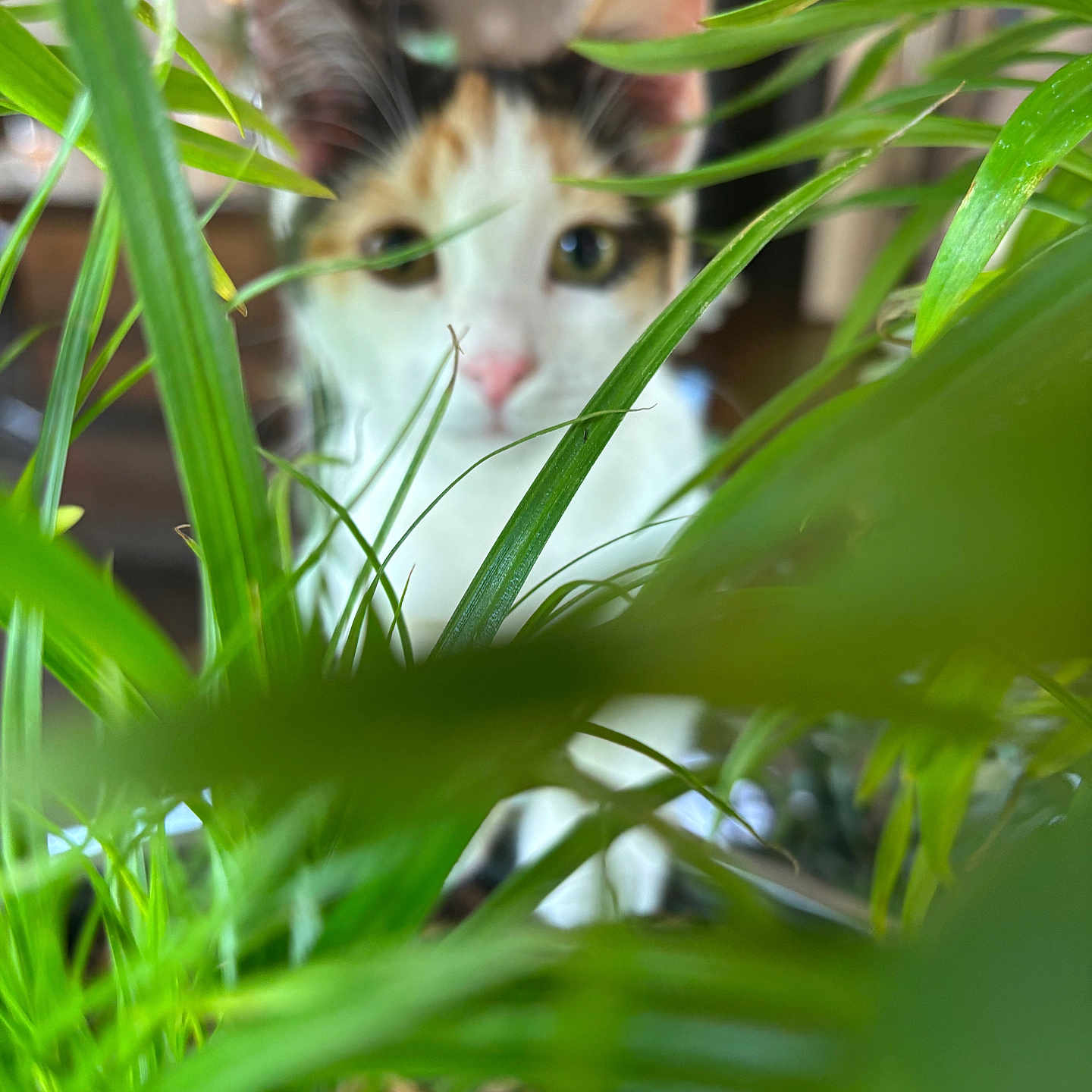 Sosa Wood joined the competition — help win amazing prizes! abyssinian, angora, animal, bird, cat, flower, grass, green, herbal, herbs, kitten, lawn, leaf, manx, pet, plant, reed, siamese, vegetation