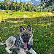 Atlas a rejoint le concours — aidez-le/la à gagner de superbes lots ! dog, grass, wildflowers, meadow, mountain, forest, trees, sunlight, sky, outdoor, nature, animal, canine, leash, tongue_out, ears_up, relaxed, scenic, summer, daytime