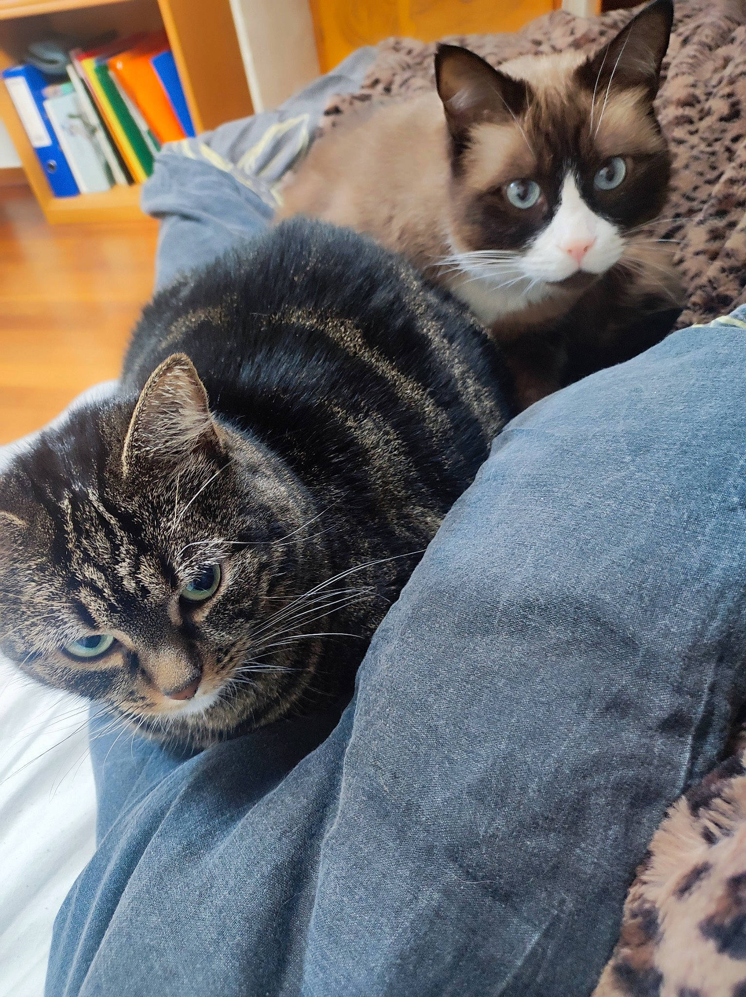 Mc Fly a rejoint le concours — aidez-le/la à gagner de superbes lots ! bookcase, carnivore, cat, comfort, domestic_short_haired_cat, eye, felidae, fur, grey, mammal, nap, paw, shelf, sitting, small_to_medium_sized_cats, snout, tail, textile, vertebrate, whiskers