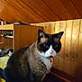 cat, animal, indoor, wood_paneling, sitting, pet, feline, collar, blue_eyes, fur, whiskers, shelf, wooden_ceiling, cozy, domestic, mammal, looking, face, ears, quiet