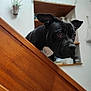 dog, black_dog, pet, curious, indoors, wooden_surface, ears, eyes, white_patch, kitchen, shelf, plant, background, animal, mammal, looking, closeup, portrait, household, domestic