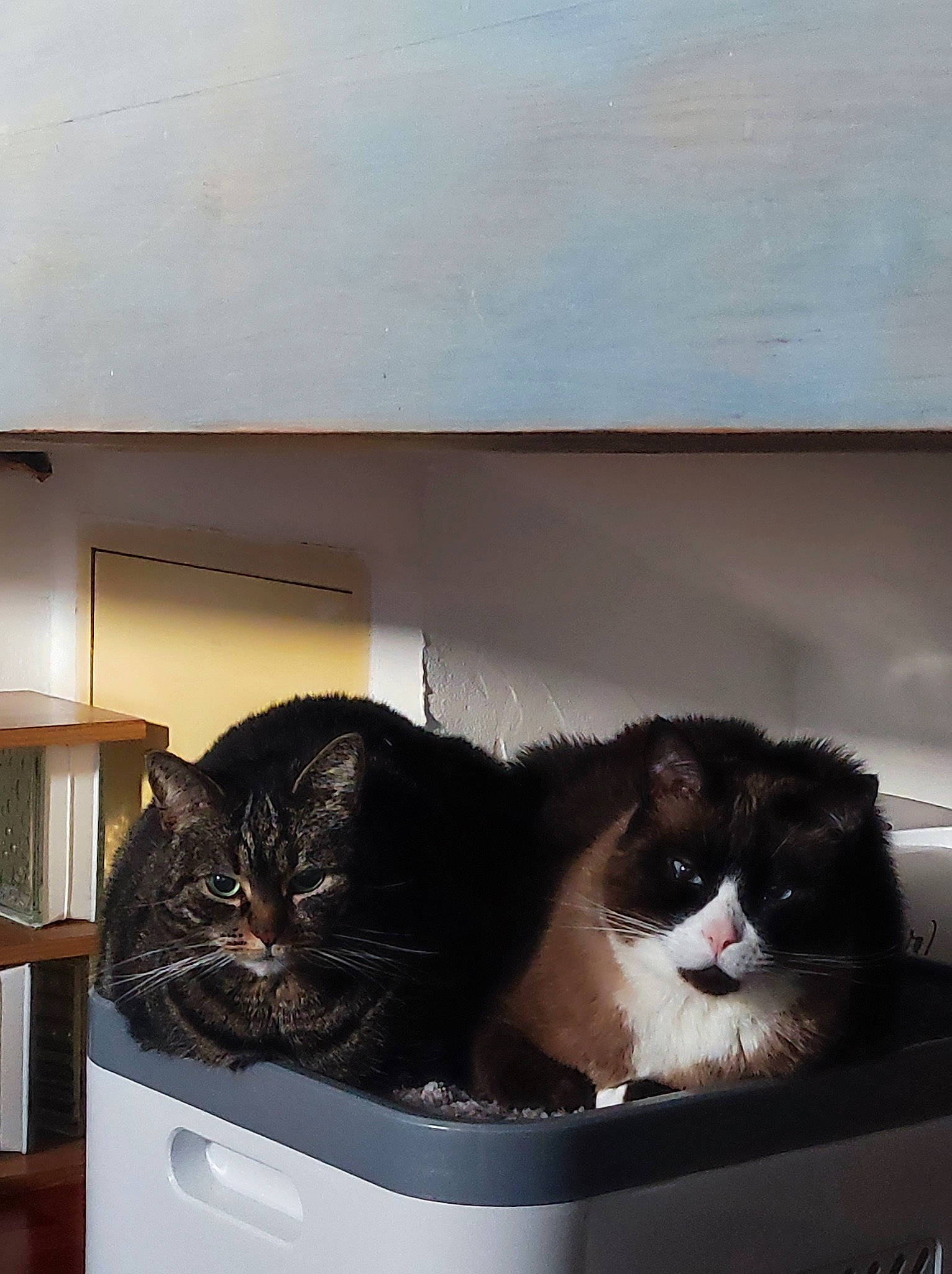 Nikita participe au concours pour gagner de l'argent avec cette photo : bag, box, cardboard, carnivore, cat, cat_supply, comfort, domestic_short_haired_cat, felidae, fur, luggage_and_bags, pet_supply, room, small_to_medium_sized_cats, tail, whiskers, window, wood