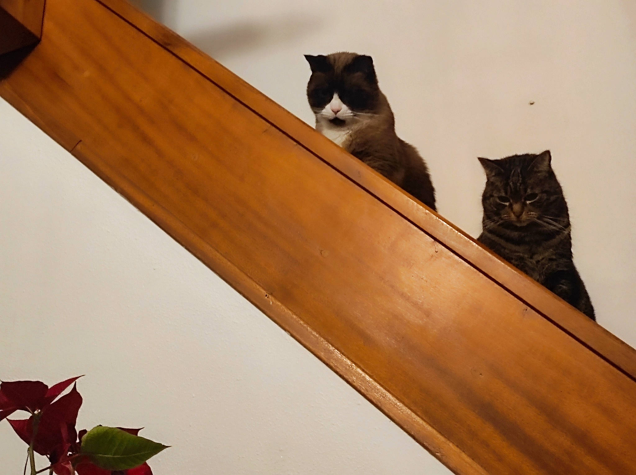 Nikita participe au concours pour gagner de l'argent avec cette photo : brown, carnivore, cat, domestic_short_haired_cat, felidae, hardwood, pattern, pet_supply, plywood, rectangle, room, small_to_medium_sized_cats, stairs, tail, tints_and_shades, varnish, whiskers, window, wood, wood_stain