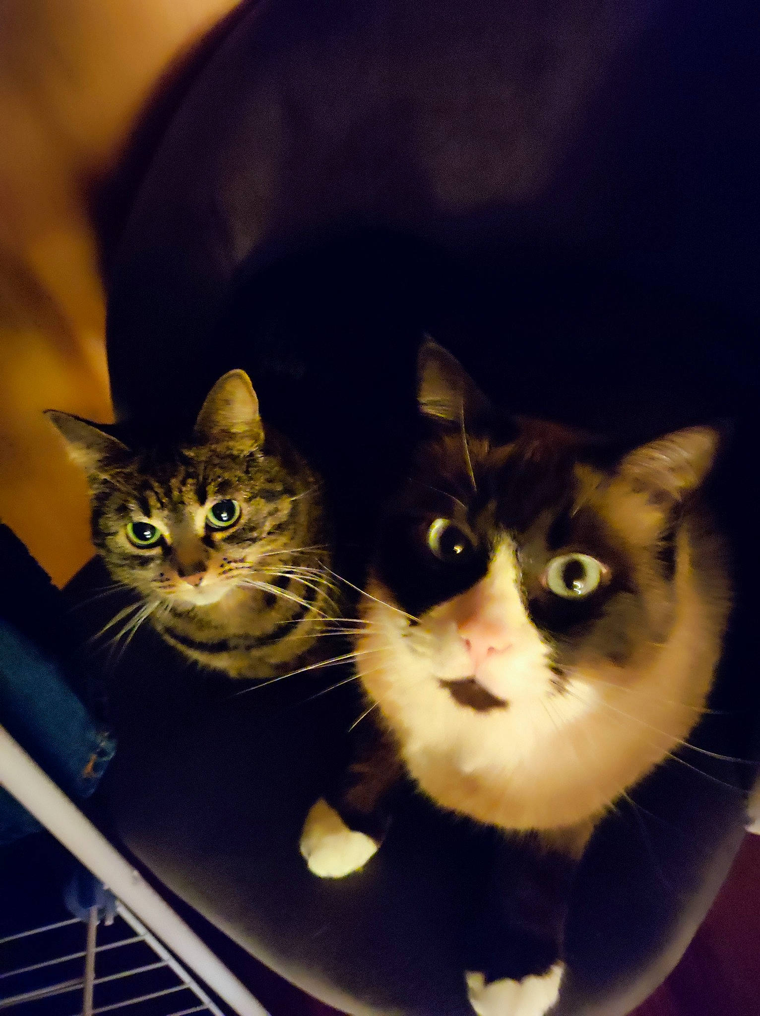 Nikita a rejoint le concours — aidez-le/la à gagner de superbes lots ! carnivore, cat, domestic_short_haired_cat, door, felidae, fur, iris, pet_supply, sitting, small_to_medium_sized_cats, snout, tail, vertebrate, whiskers, window