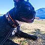 Farrah a rejoint le concours — aidez-le/la à gagner de superbes lots ! dog, black_dog, collar, outdoor, grass, mountains, sky, pet, animal, canine, nature, daylight, closeup, lying_down, happy, leash, snout, ears, paw, background