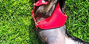 Farrah a rejoint le concours — aidez-le/la à gagner de superbes lots ! dog, black_dog, puppy, grass, green_grass, outdoor, playful, pet, canine, harness, red_harness, lying_down, sunlight, animal, mammal, paw, cute, happy, small_dog, nature