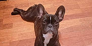 Farrah participe au concours pour gagner de l'argent avec cette photo : animal, brindle, canine, companion, cute, dog, domestic_animal, ears_up, face, floor, french_bulldog, indoor, looking_at_camera, lying_down, mammal, paw, pet, resting, white_mark, wooden_floor