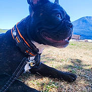 Farrah a rejoint le concours — aidez-le/la à gagner de superbes lots ! animal, bench, black_dog, canine, close_up, collar, daytime, dog, ears, grass, happy, leash, mountain, muzzle, nature, outdoor, paw, pet, sunlight, tongue