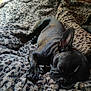 Farrah a rejoint le concours — aidez-le/la à gagner de superbes lots ! animal, bed, black_dog, blanket, calm, close_up, comfort, cozy, cute, dog, ears, fur, indoor, nap, paw, pet, relaxed, resting, sleeping, soft_texture