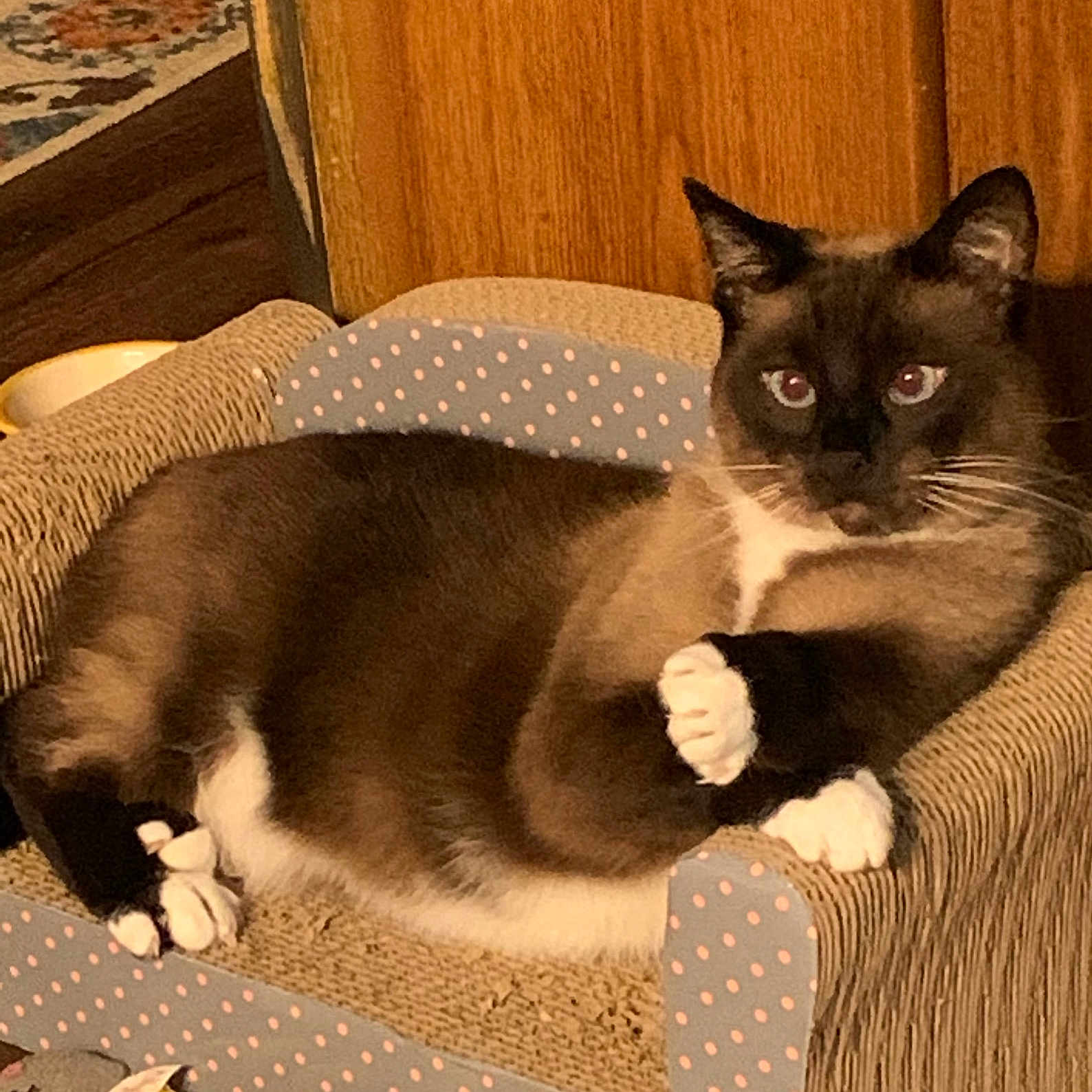 Toby joined the competition — help win amazing prizes! abyssinian, animal, architecture, armchair, building, cat, chair, couch, cushion, furniture, homedecor, indoors, interiordesign, kitten, livingroom, manx, pet, room, siamese, wood