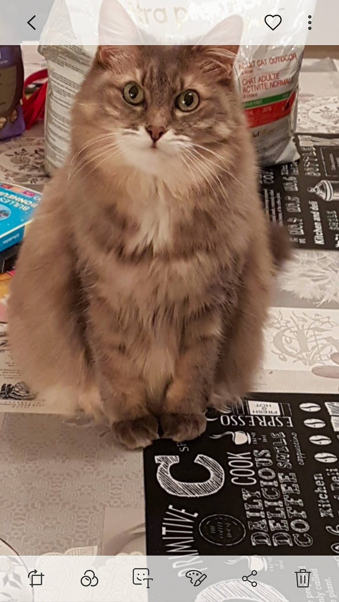 Kiara participe au concours pour gagner de l'argent avec cette photo : box, british_longhair, carnivore, cat, domestic_short_haired_cat, fawn, felidae, flooring, font, fur, monochrome_photography, paw, persian, photography, ragdoll, small_to_medium_sized_cats, snapshot, snout, terrestrial_animal, whiskers