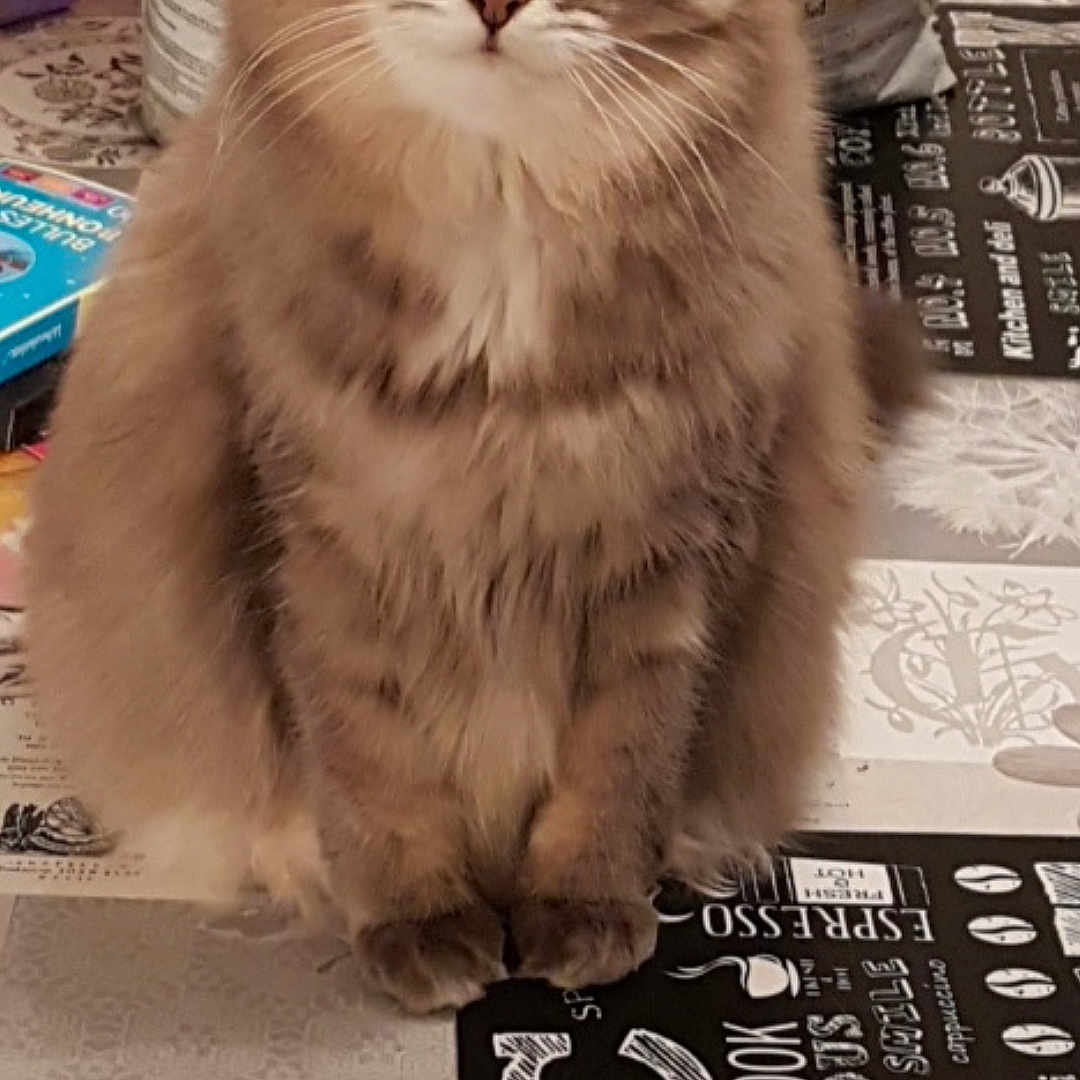 Kiara