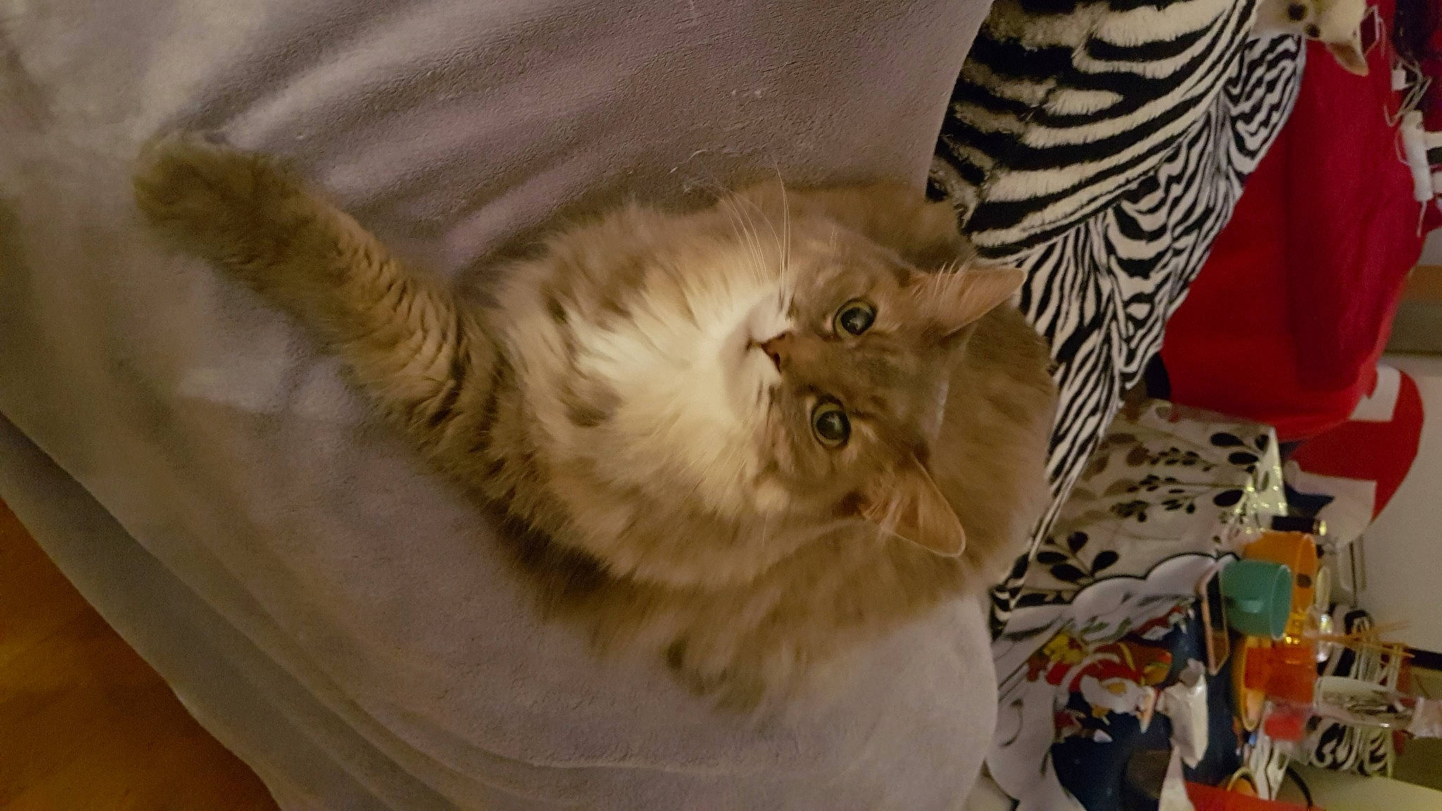 Kiara a rejoint le concours — aidez-le/la à gagner de superbes lots ! british_longhair, canidae, carnivore, cat, claw, comfort, companion_dog, dog_breed, domestic_short_haired_cat, fawn, felidae, fur, norwegian_forest_cat, paw, ragdoll, small_to_medium_sized_cats, snout, tail, terrestrial_animal, whiskers