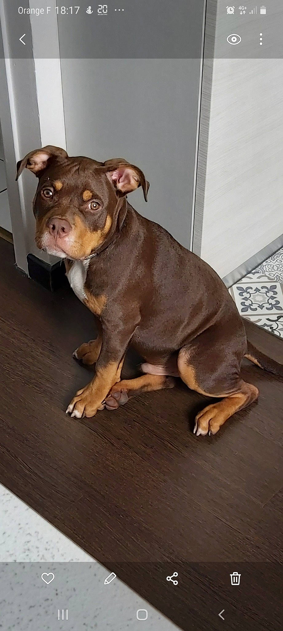 Sherkan participe au concours pour gagner de l'argent avec cette photo : canidae, carnivore, companion_dog, dog, dog_breed, dog_supply, fawn, fur, guard_dog, liver, non_sporting_group, pet_supply, puppy, sporting_group, tail, terrestrial_animal, toy_dog, whiskers, working_animal, working_dog