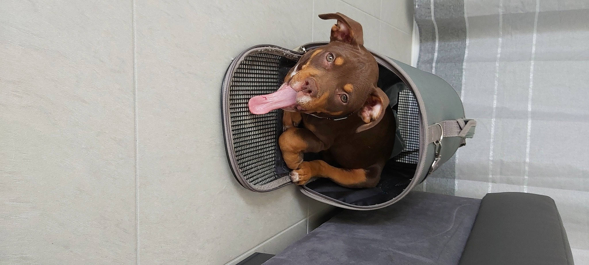 Sherkan a rejoint le concours — aidez-le/la à gagner de superbes lots ! canidae, carnivore, chair, comfort, companion_dog, dog, dog_breed, dog_supply, fawn, guard_dog, liver, metal, pet_supply, sitting, snout, sporting_group, working_animal