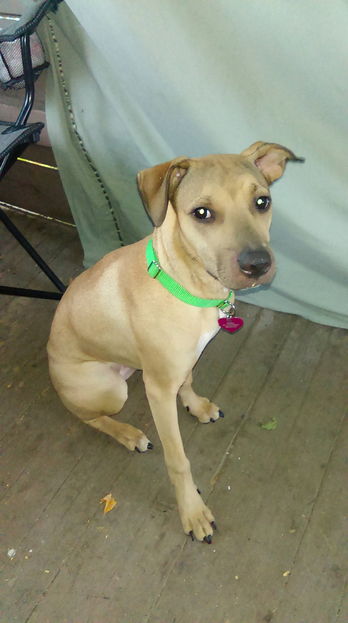 Athena joined the competition — help win amazing prizes! canidae, carnivore, chair, collar, companion_dog, dog, dog_breed, dog_clothes, dog_collar, dog_supply, fawn, flooring, leash, pet_supply, snout, sporting_group, tail, toy_dog, whiskers, working_animal