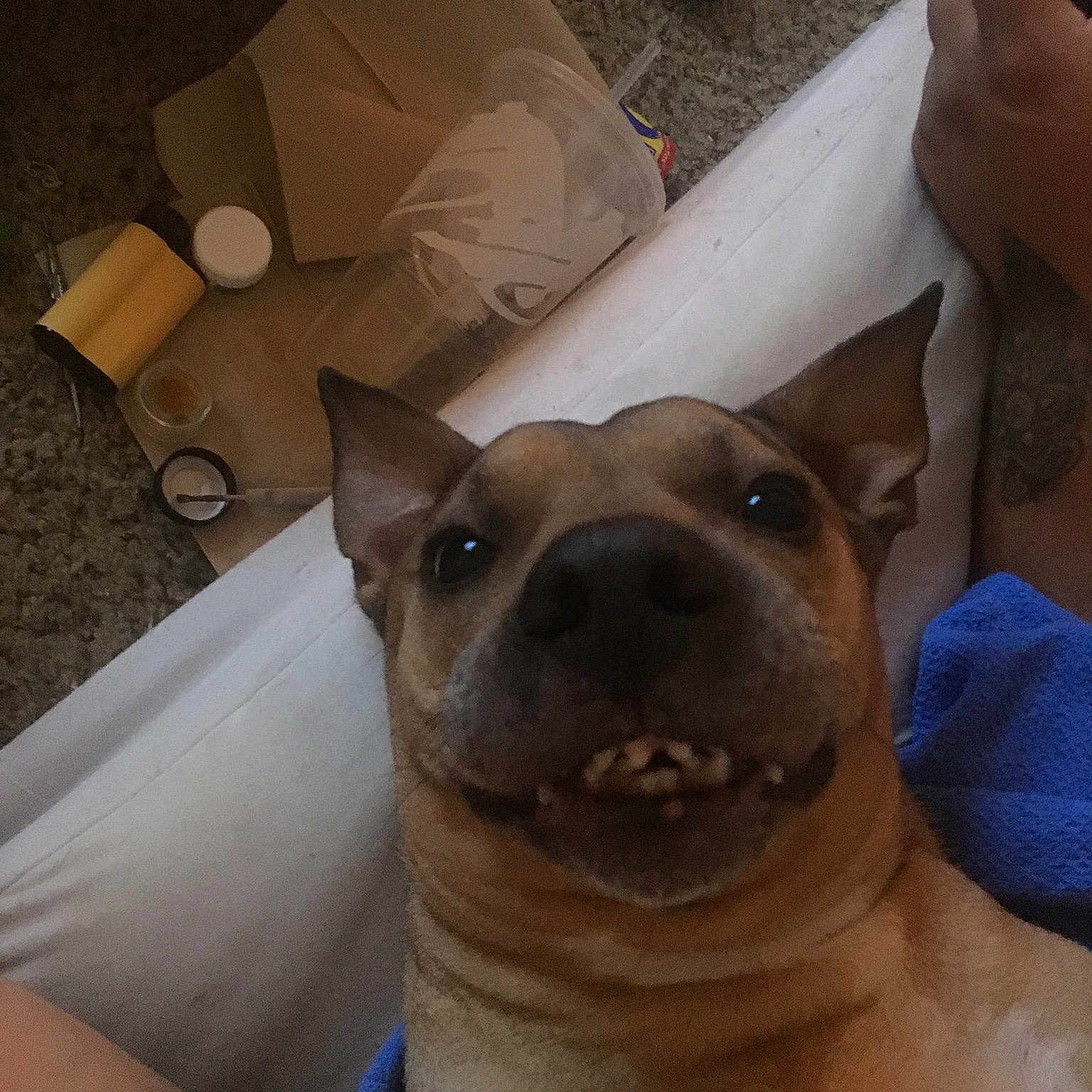 Athena is registered to the contest to win money with this photo: abdomen, box, carnivore, chest, comfort, companion_dog, dog, dog_breed, ear, eyewear, fawn, foot, fur, gesture, human_leg, jaw, snout, trunk, whiskers, working_animal
