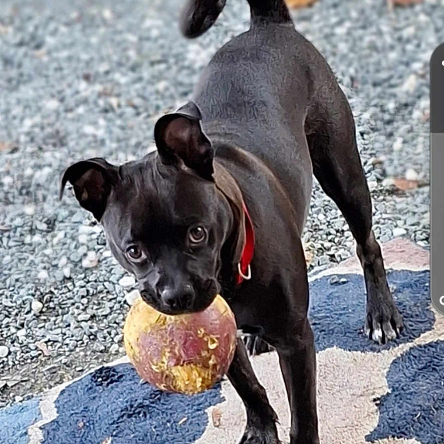Shake joined the competition — help win amazing prizes! animal, ball, bostonbull, boxer, bulldog, canine, chihuahua, dog, frenchbulldog, pebble, person, pet, pug, puppy, rock, snout, sphere, sport, tennis, tennisball