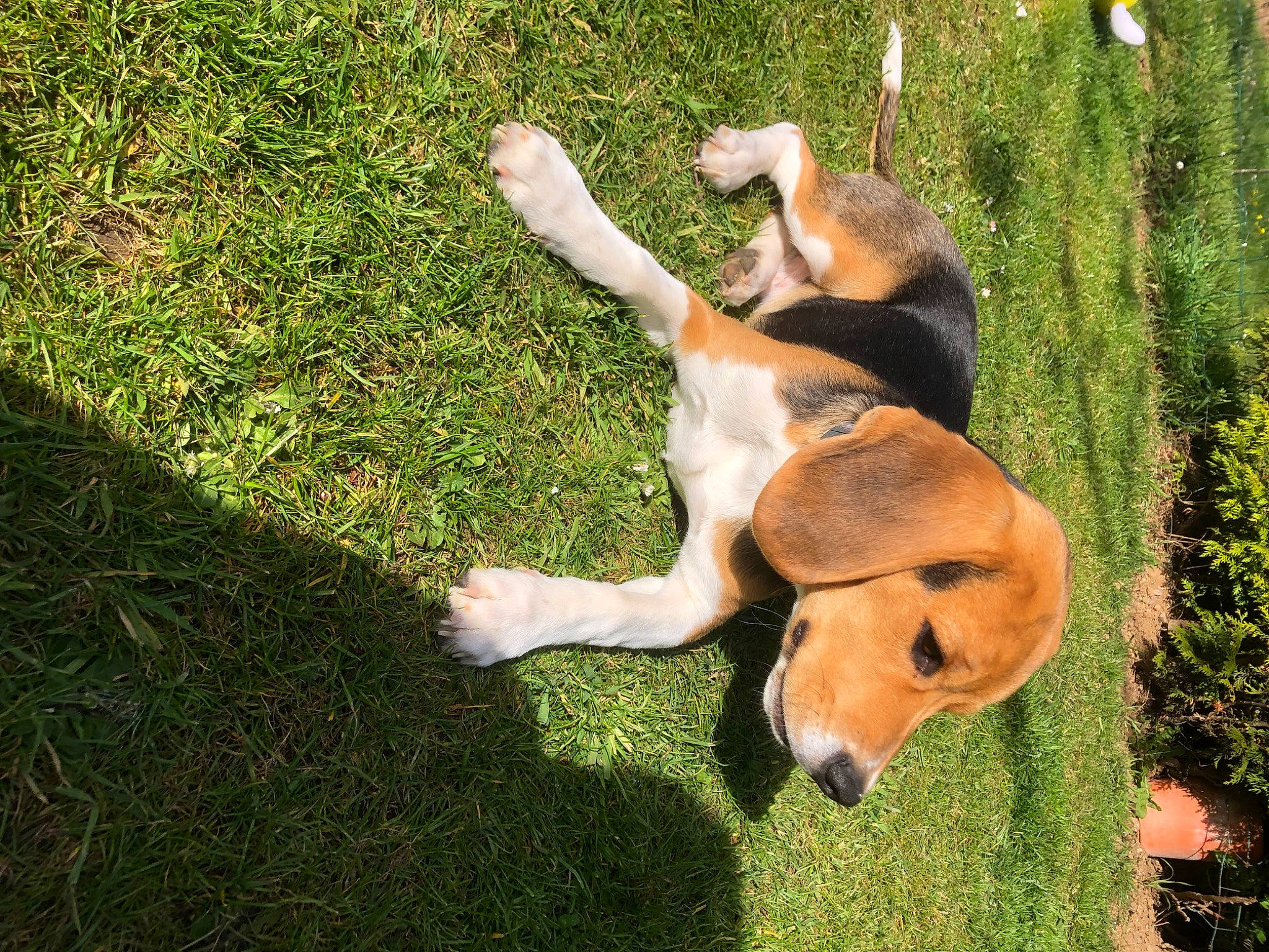 Seko participe au concours pour gagner de l'argent avec cette photo : ancient_dog_breeds, canidae, carnivore, companion_dog, dog, dog_breed, fawn, grass, groundcover, guard_dog, hound, hunting_dog, paw, people_in_nature, plant, snout, sporting_group, tail, working_animal, working_dog