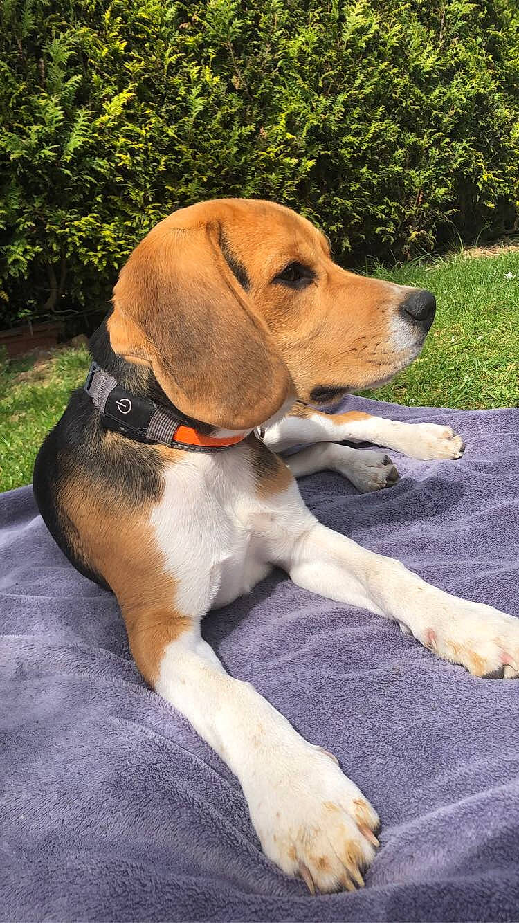 Seko participe au concours pour gagner de l'argent avec cette photo : beaglier, canidae, carnivore, collar, comfort, companion_dog, dog, dog_breed, dog_collar, dog_supply, fawn, grass, hound, pet_supply, plant, scent_hound, snout, sporting_group, tail, working_animal