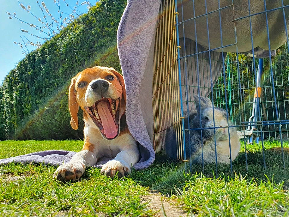 Seko participe au concours pour gagner de l'argent avec cette photo : animal_shelter, basset_hound, cage, canidae, carnivore, companion_dog, dog, dog_breed, dog_supply, fawn, grass, hound, mammal, mesh, pet_supply, plant, scent_hound, snout, sporting_group, terrestrial_animal