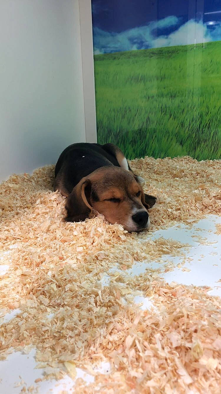 Seko participe au concours pour gagner de l'argent avec cette photo : canidae, carnivore, companion_dog, dog, dog_breed, fawn, fur, grass, landscape, mammal, plant, prairie, sand, scent_hound, snout, soil, sporting_group, terrestrial_animal, vertebrate, working_animal