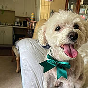 Dixie joined the competition — help win amazing prizes! animal, appliance, bed, bow, cabinet, carpet, cozy, cute, dog, furniture, green_bow, happy, home, indoor, kitchen, living_room, pet, smiling, tongue_out, white_fur