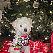 Bentley is registered to the contest to win money with this photo: puppy, dog, christmas_tree, christmas_lights, christmas_ornaments, gift_wrap, snoopy, grinch, festive_clothing, holiday, present, indoor, floor, decorations, white_dog, cute, pet, christmas, holiday_season, celebration