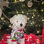 puppy, dog, christmas_tree, christmas_lights, christmas_ornaments, gift_wrap, snoopy, grinch, festive_clothing, holiday, present, indoor, floor, decorations, white_dog, cute, pet, christmas, holiday_season, celebration