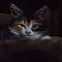 Maisie joined the competition — help win amazing prizes!