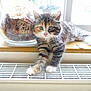 Maisie is registered to the contest to win money with this photo: