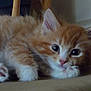 Jasper is registered to the contest to win money with this photo: