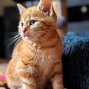Dexter joined the competition — help win amazing prizes! kitten, cat, orange_tabby, fur, whiskers, blue_eyes, indoor, carpet, patterned_rug, soft_focus, curious, pet, animal, close_up, young, cute, feline, sitting, mammal, cozy