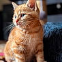 kitten, cat, orange_tabby, fur, whiskers, blue_eyes, indoor, carpet, patterned_rug, soft_focus, curious, pet, animal, close_up, young, cute, feline, sitting, mammal, cozy